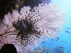 Free swimming lion with fan coral, taken at pixies pinnacle by Jun Tagama 